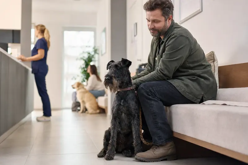 Ein Blauer Irischer Terrier sitzt ruhig neben seinem Besitzer im hellen Wartezimmer einer modernen Tierarztpraxis.